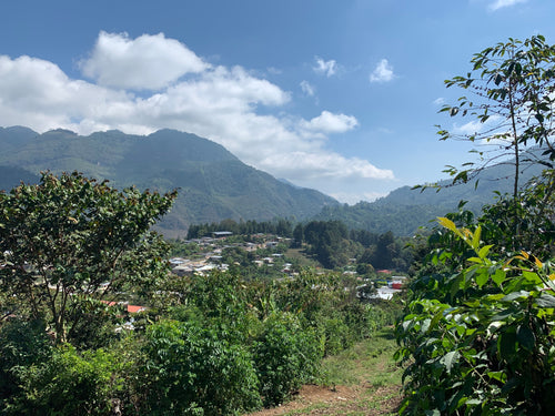 Challenges and Opportunities for Bella Vista, Mayan Harvest, the Mexican Coffee Industry