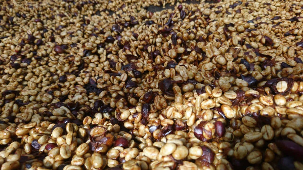 Honey Processing and Pushing Boundaries with Special Honey Los Cipreses