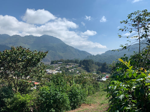 Challenges and Opportunities for Bella Vista, Mayan Harvest, the Mexican Coffee Industry