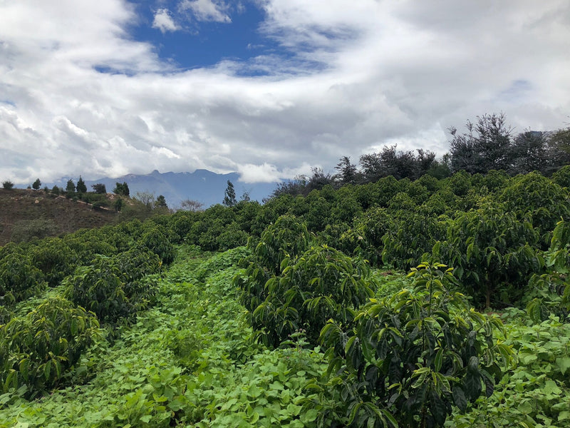 One Coffee, Two Processes: Our Second Release from Ecuador