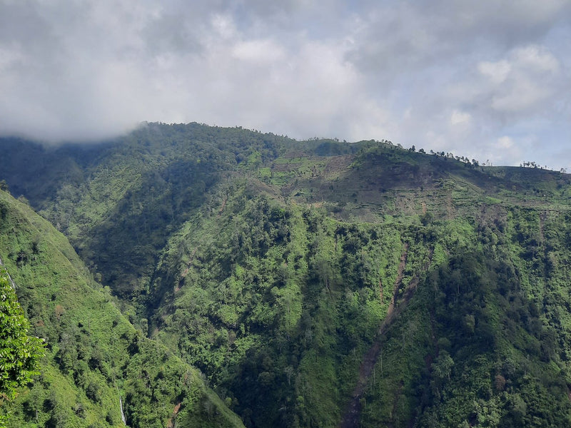 Growth for Belift and Another Year of Anaerobic Natural Coffee From Java