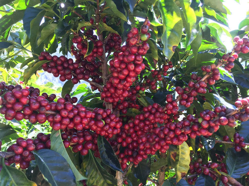 Honey Processed Coffee from Café Rivense in Costa Rica