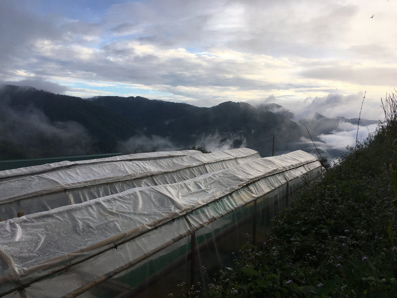 Withstanding Typhoons in Sitio Kisbong, Philippines