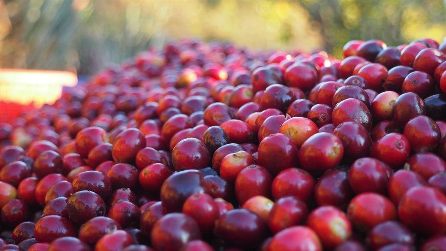 Fruity, Floral, and Refreshing: Ethiopia Niguse Nara Bombe