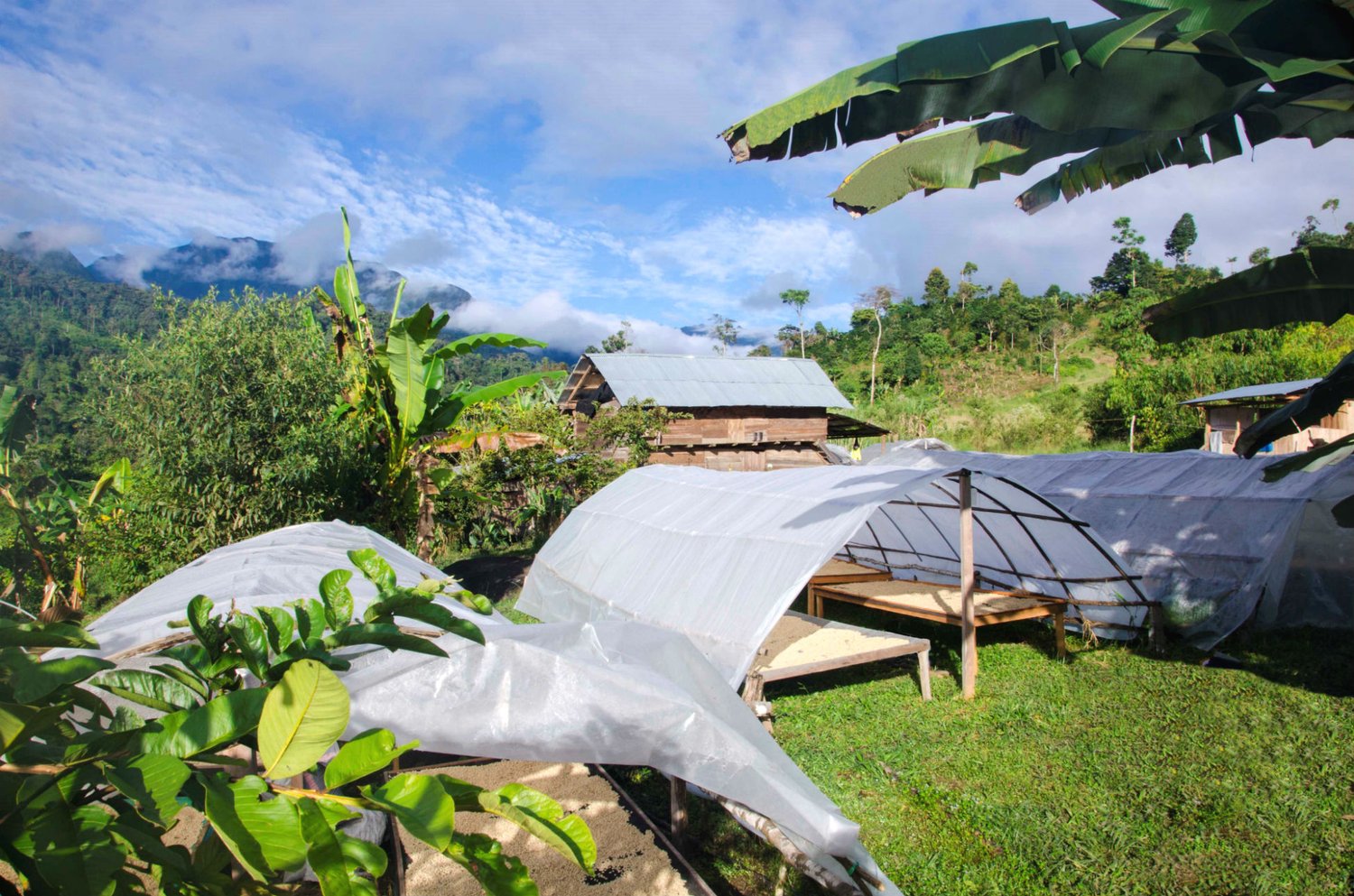 Sweet and Satisfying: Peru Honey Satipo Finca Tasta