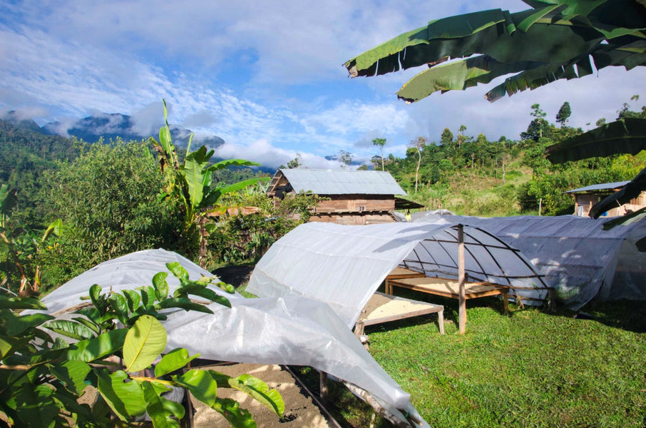 Sweet and Satisfying: Peru Honey Satipo Finca Tasta