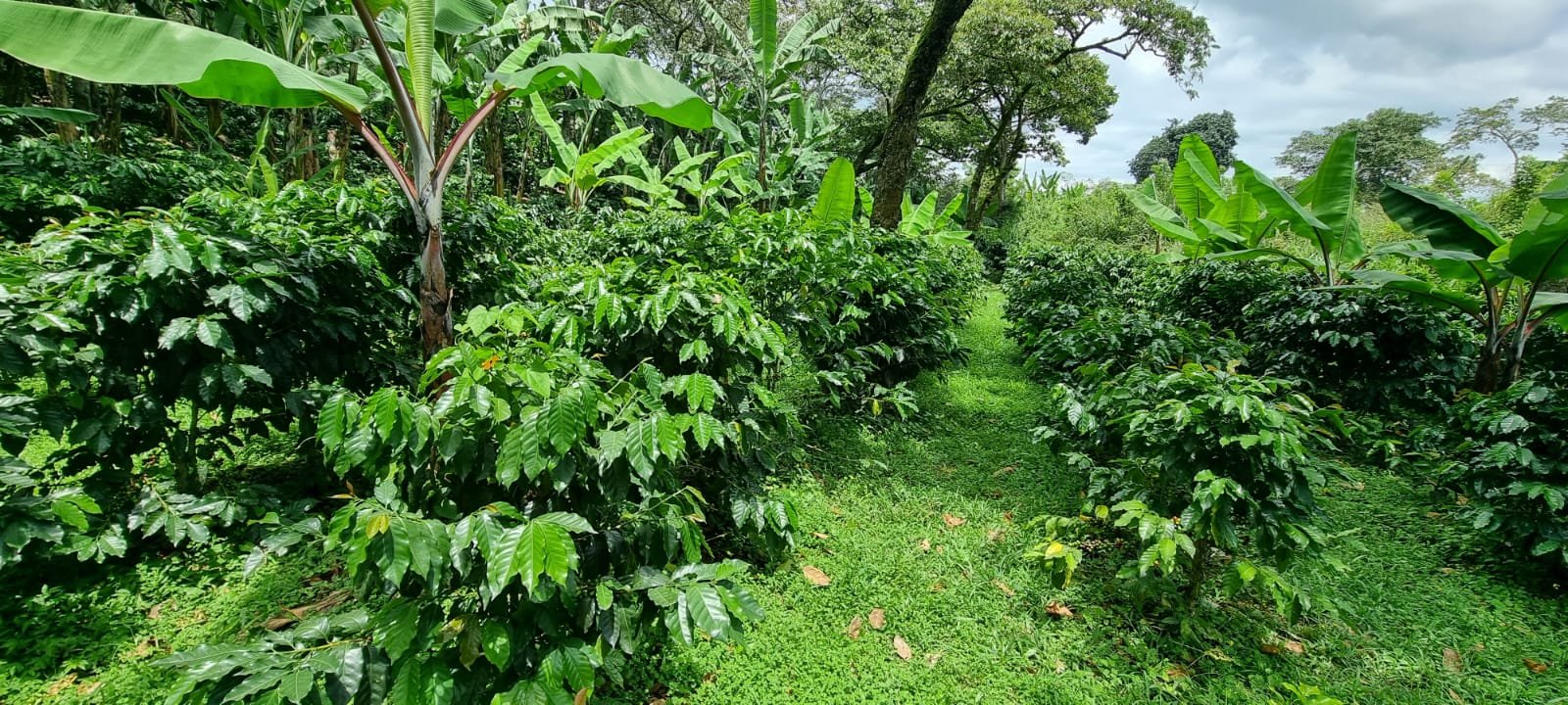 From Estate to a Single Farm: La Planta Coffee Estates and Finca Las Marias