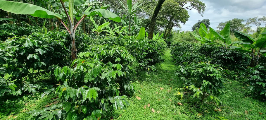 From Estate to a Single Farm: La Planta Coffee Estates and Finca Las Marias