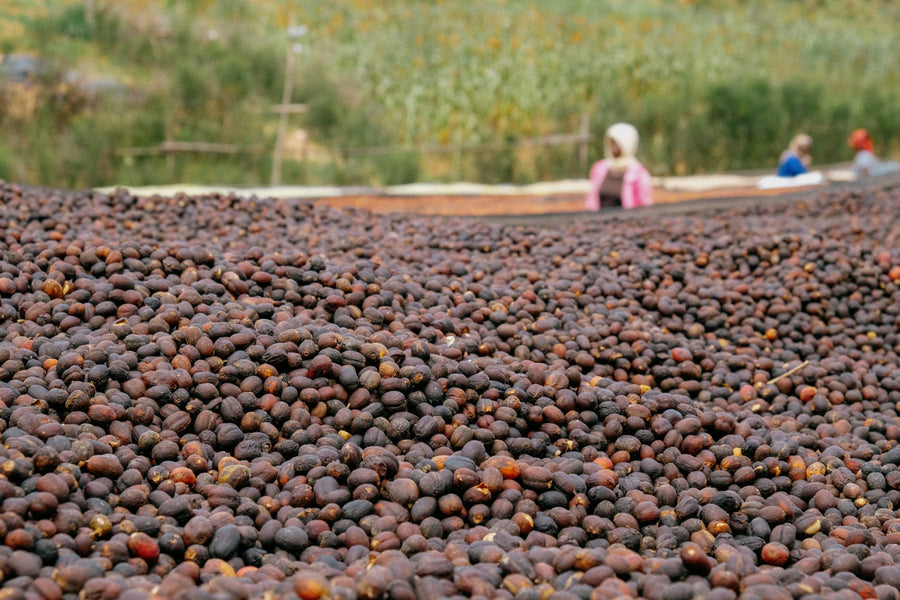 Sweet and Savory: Kenya Nyeri Ichamama