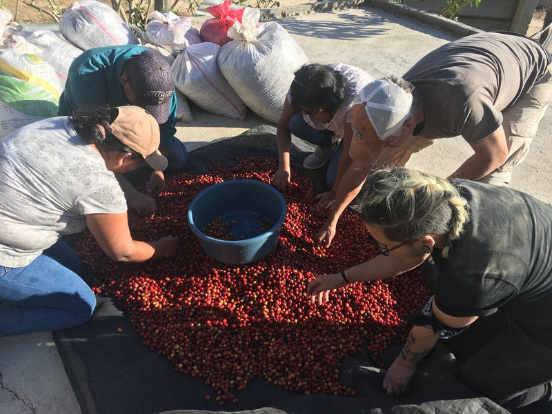 Updates from Catracha Coffee Pt. 2: The Blockchain Project