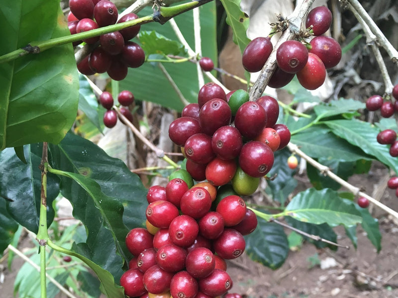 Switching Decaf: from Mexico to Honduras