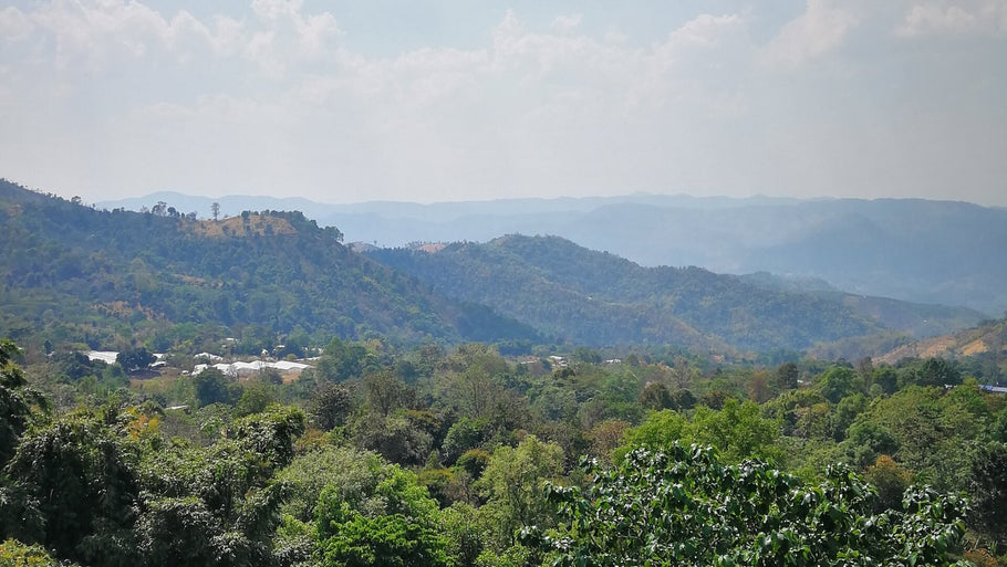 Oh, It'll Come: Thailand Doi Pangkhon Beanspire