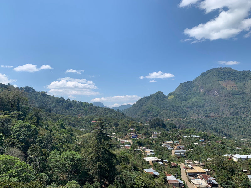 Updates from Mayan Havevest in Bella Vista, Chiapas