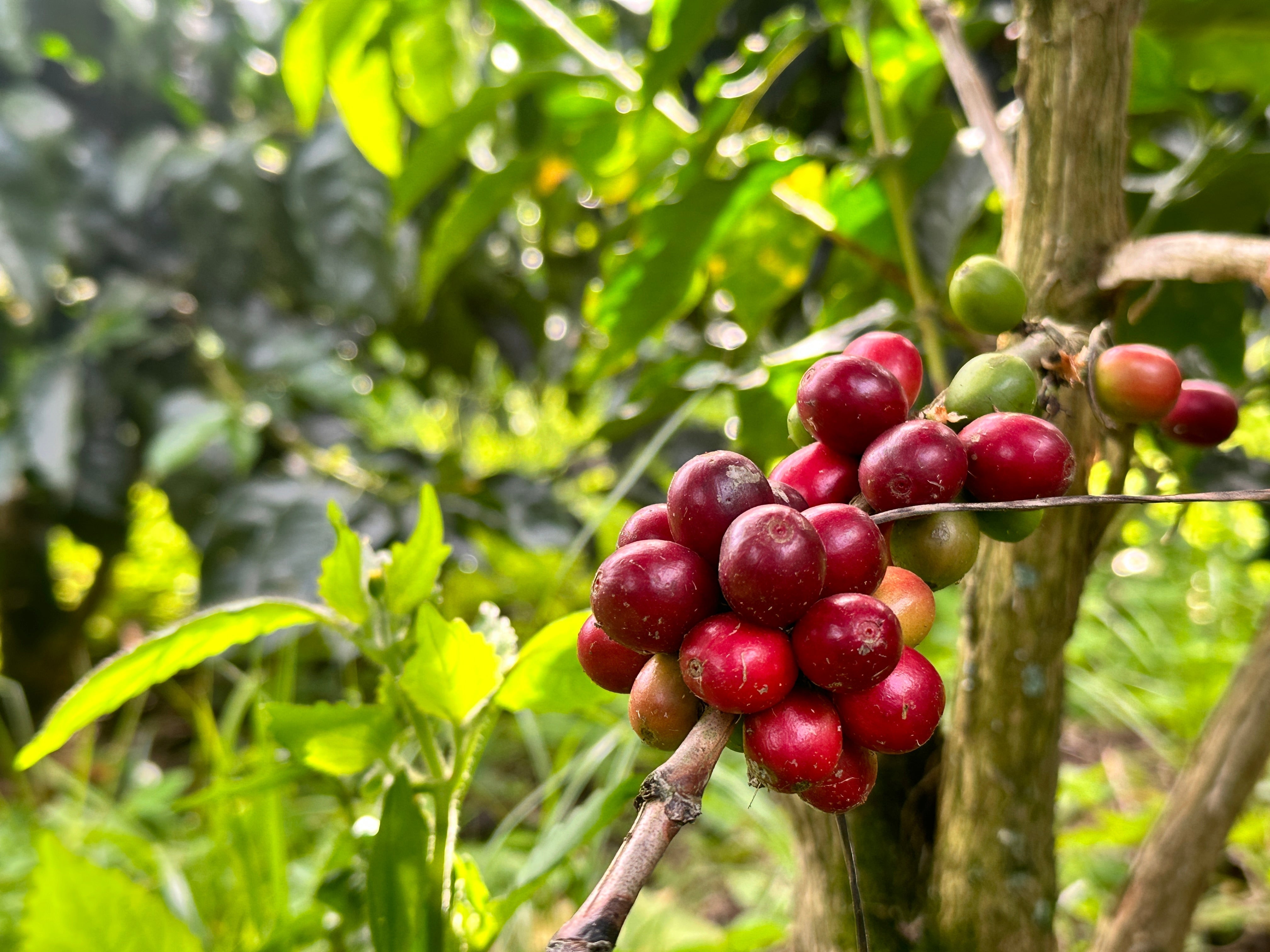 Always Delicious: Decaf Mexico Esmeralda