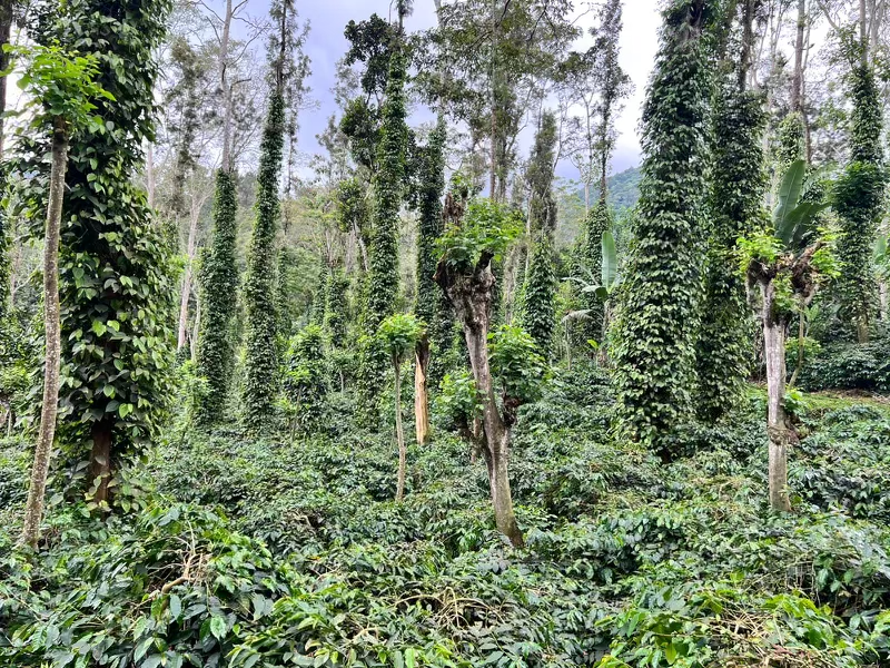 Traceable Coffee from the Western Ghats of India: Poobalan Estate Uma Kataria