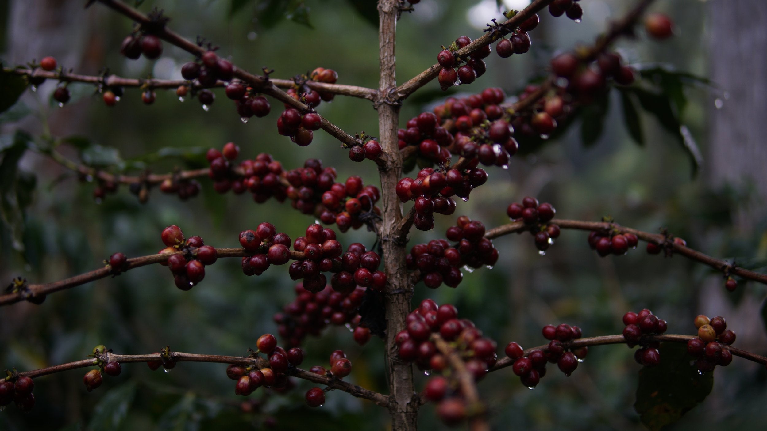Fruity and Herbal: Indonesia Natural East Java Mount Ijen