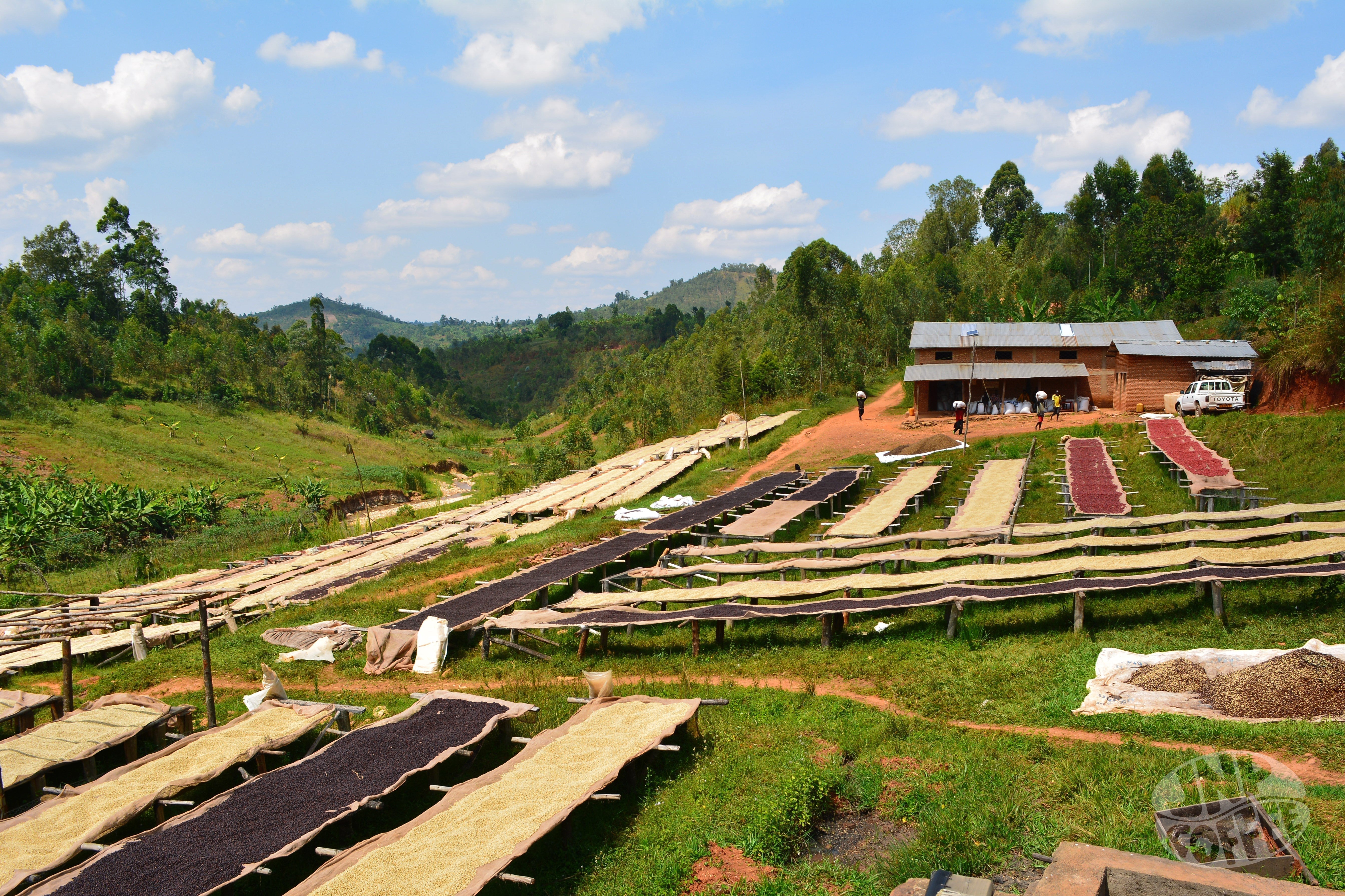 Some of Burundi's Best: Incuti & JNP Coffee