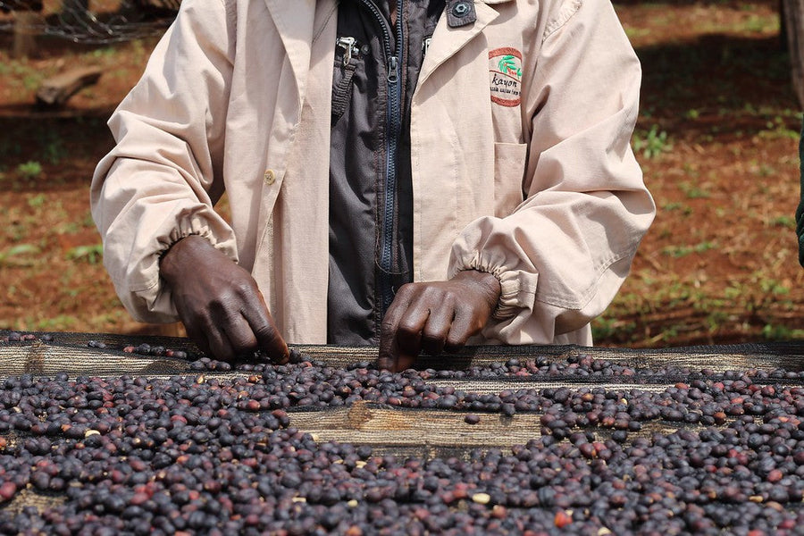 Kenya Nyeri Gura: Finding a Balance Between Our Palates