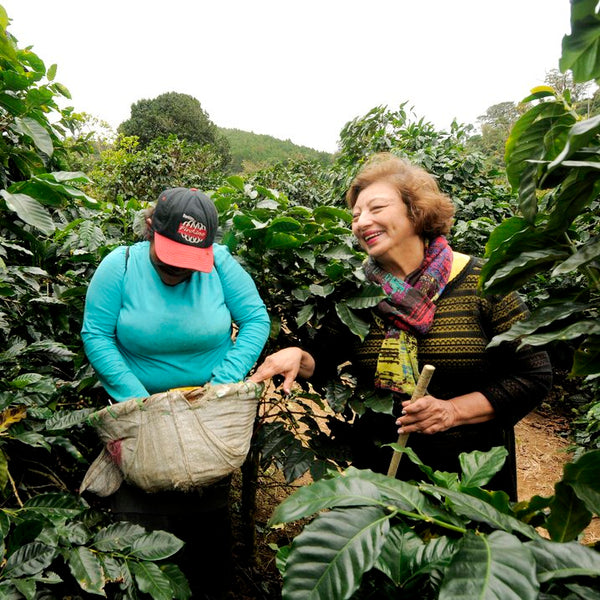 Welcoming Nicaraguan Coffee Back to Our Line Up