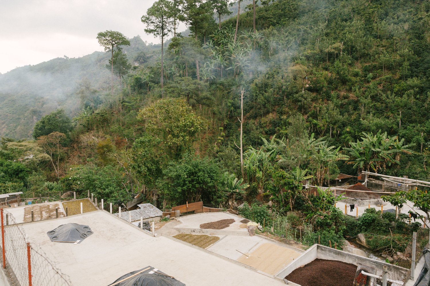 Back to the Basics with Guatemala Huehuetengo Hoja Blanca