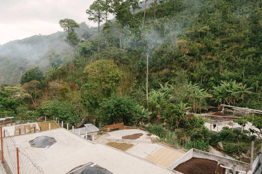 Back to the Basics with Guatemala Huehuetengo Hoja Blanca