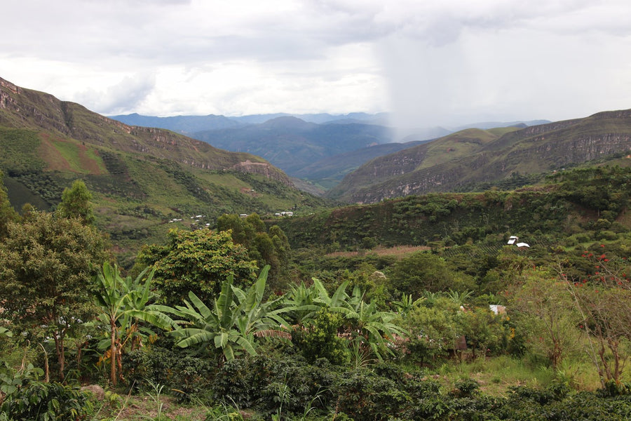 Too Good to Blend: Peru El Diamante Roger Chilcon