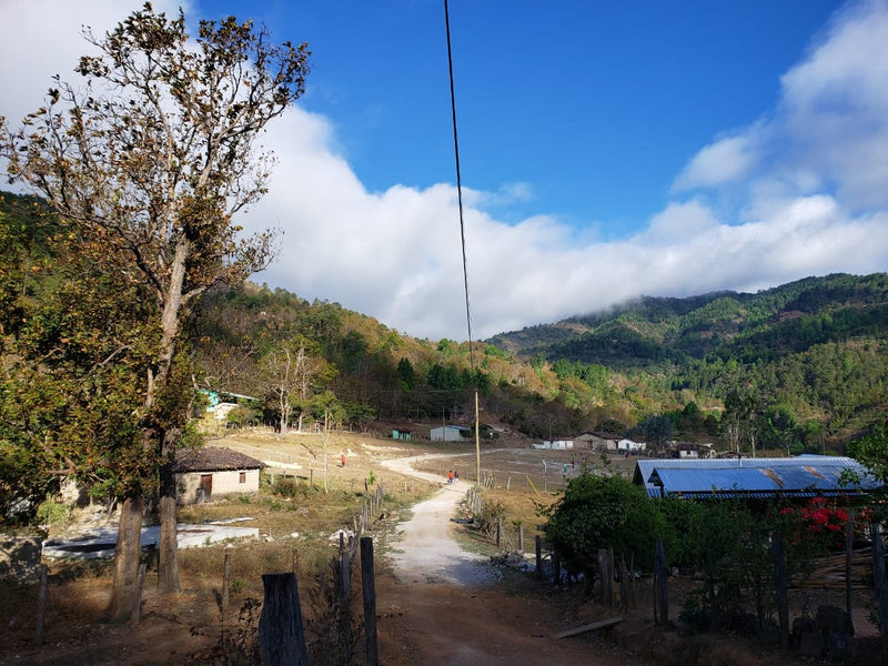 Updates from Catracha Coffee: Tough Market and Adela's Harvest