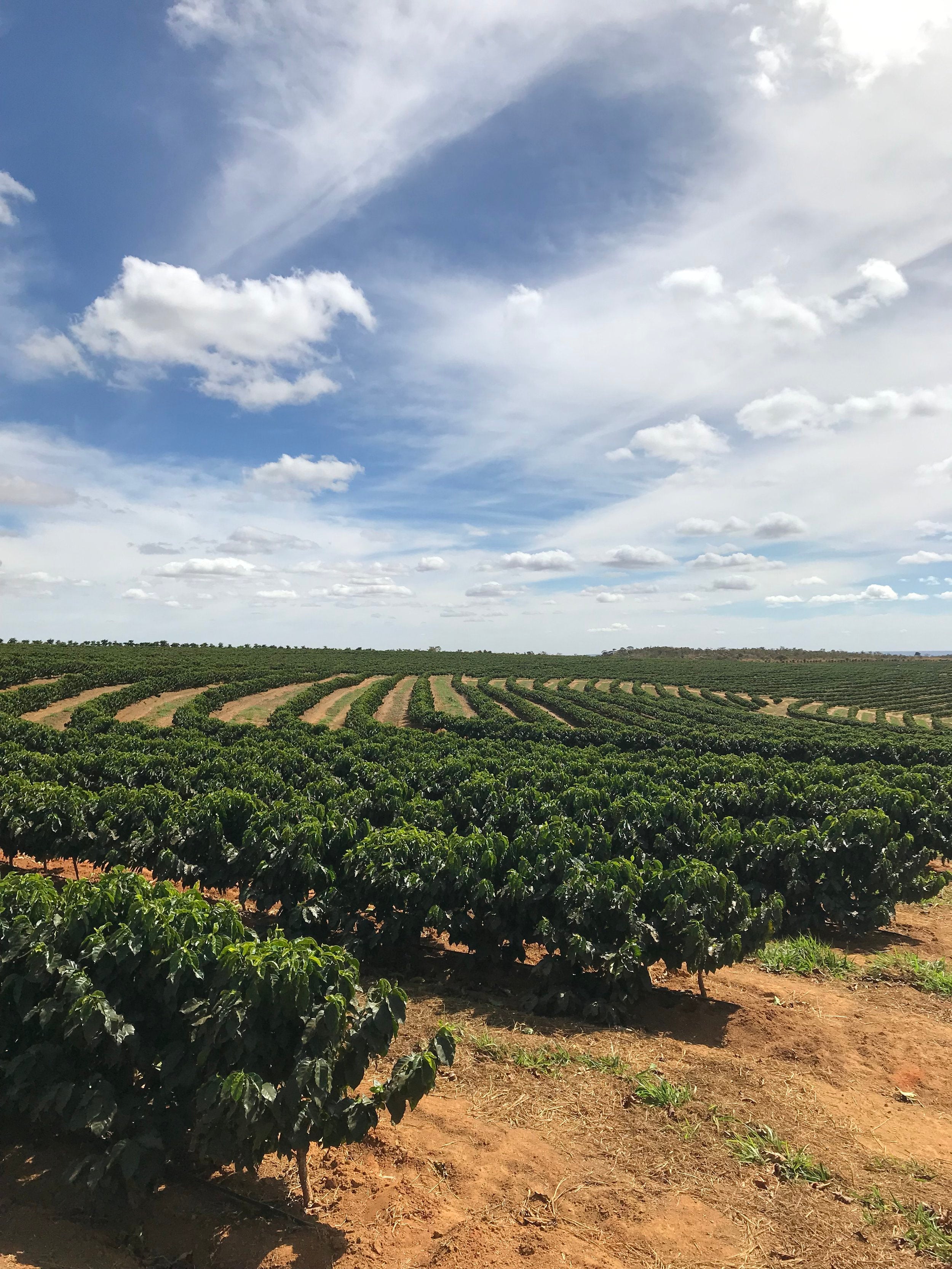Balanced Fruitiness: Brazil Natural Rio Brilhante