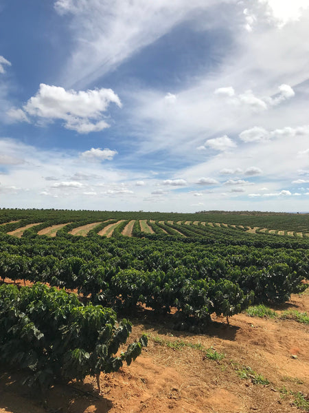Balanced Fruitiness: Brazil Natural Rio Brilhante