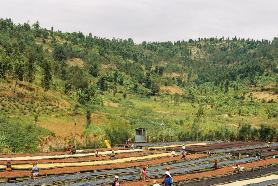 Our First Natural from Rwanda: Horizon Site