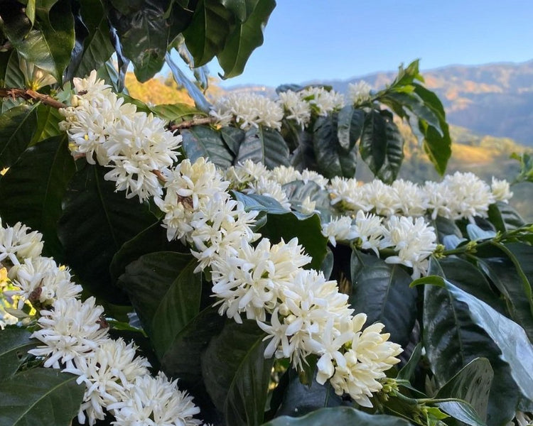 Longing for Summer Days and the Costa Rica Full Honey Special