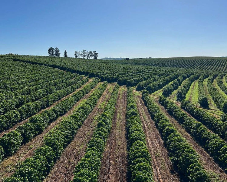 Sweet and Easy-Going: Brazil Fazenda do Lobo