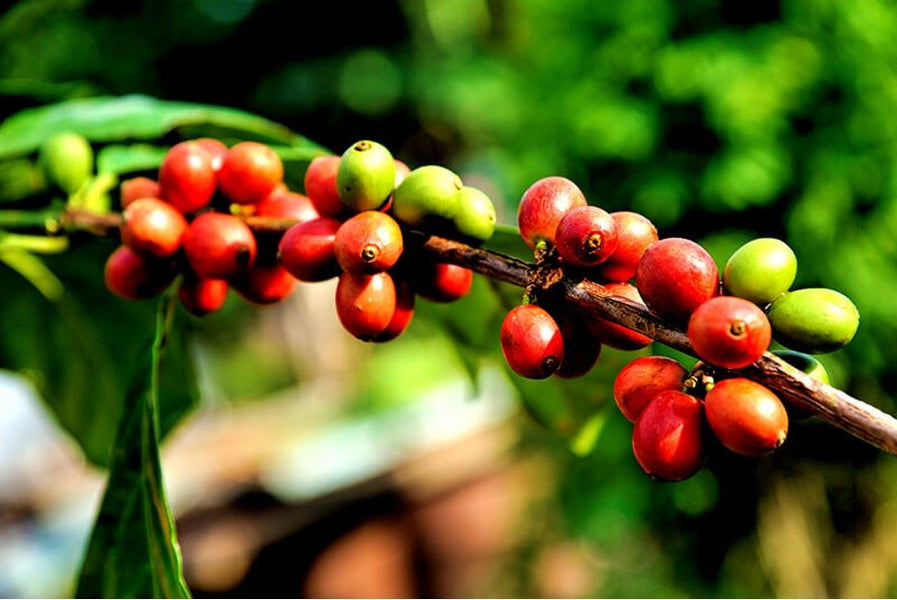 We're Happy That You're Here: Uganda Mbale Bufumbo Origin Coffee