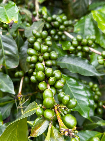 New Year, New Coffee: Guatemala Natural Los Conejos