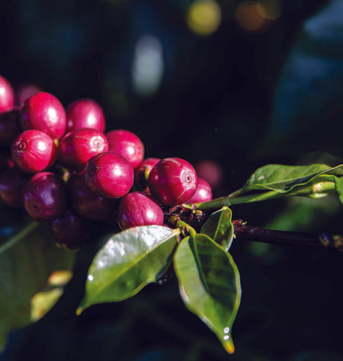 The Return of Zambian Coffee and the Kateshi Estate