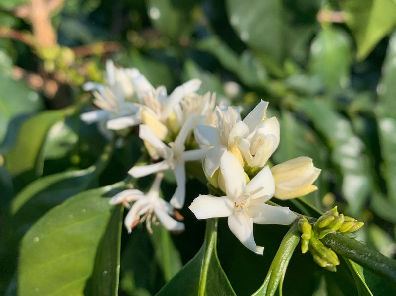 A Classic Ethiopian Coffee from Bedhatu Jibicho