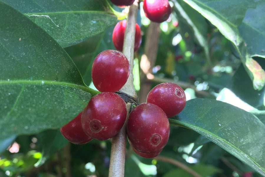 A Bright and Sweet Selection from Horizon Supreme in Rwanda