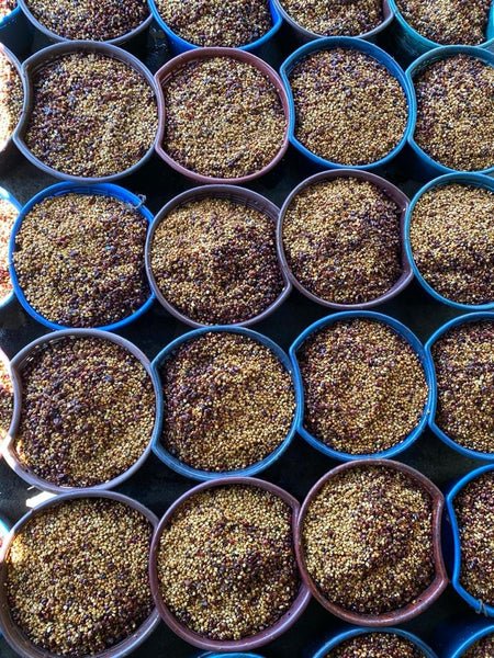 Take a Swig: Costa Rica Full Honey
