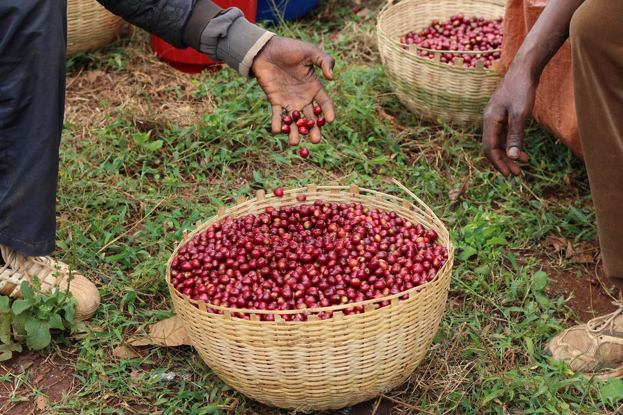 Fruity and Floral: Ethiopia Natural Guji Kayon Mountain