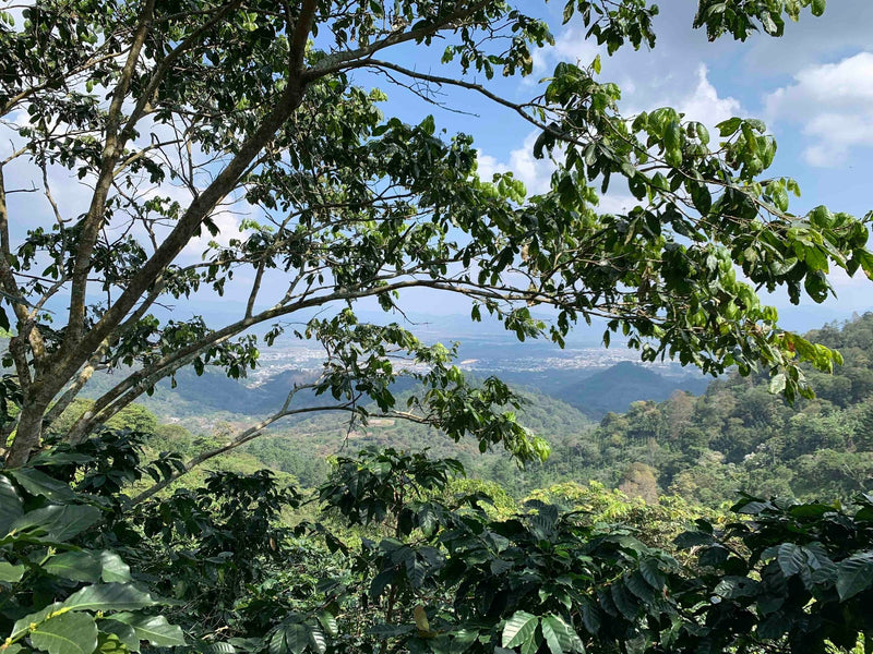 Decaffeinating coffee from Esquipuas, Guatemala