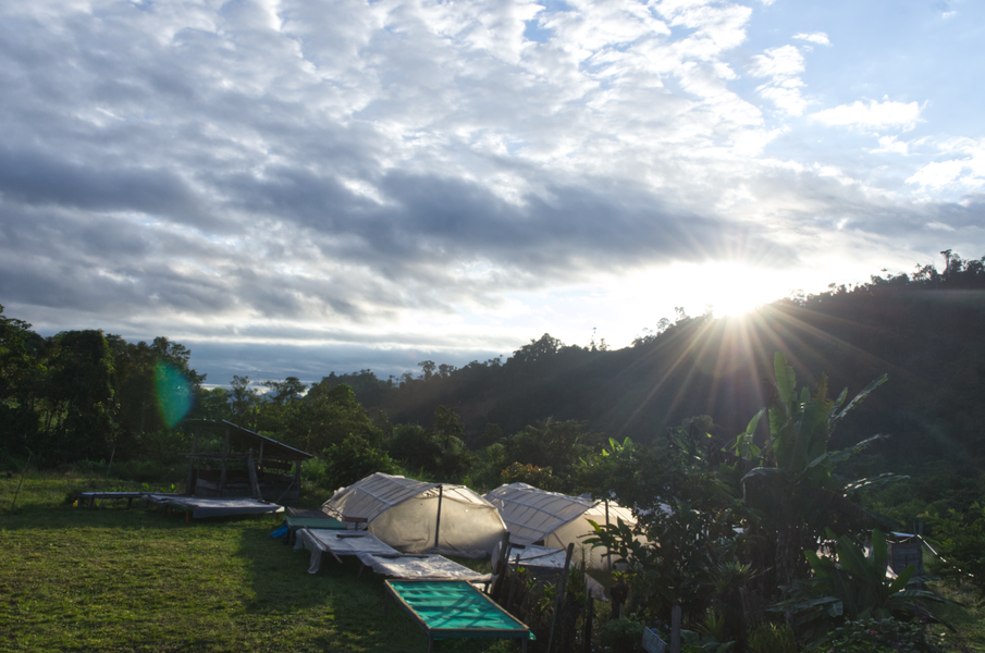 Tangy and Sweet Selection from Finca Tasta, Peru
