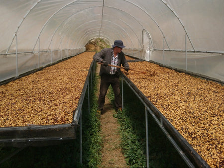 Learn More About Costa Rica Special Honey Rivense Los Cipreses