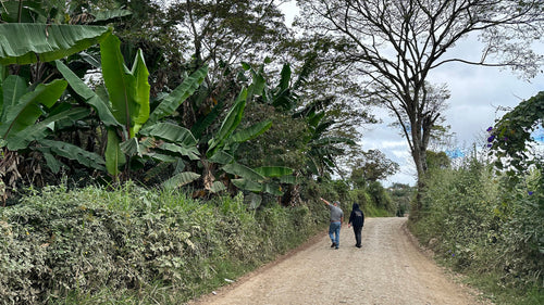 Decaffeinating coffee from Esquipuas, Guatemala
