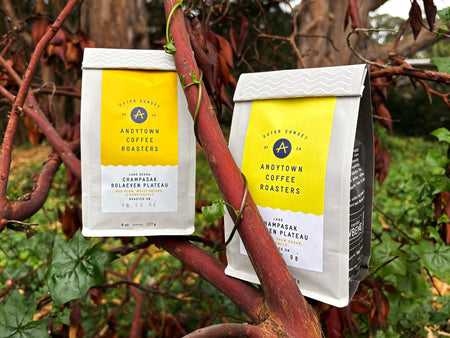 Learn More About our First Laos Coffees!