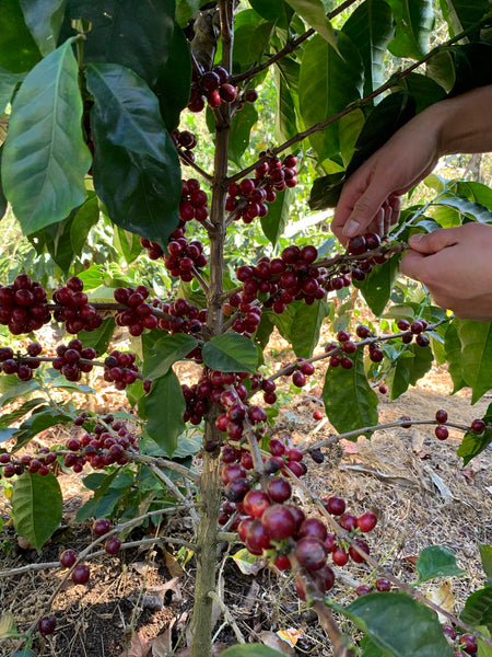 Learn more about Catracha Coffee